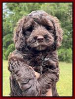 Raven and Traveler 7 wk old 121