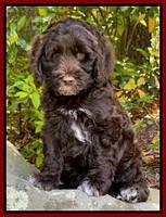 Raven traveler 8 wks old 221