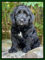 Pugh family: "Weller" 7 week weight: 10 lb 3 oz