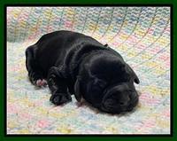 Raven Traveler Newborn 91