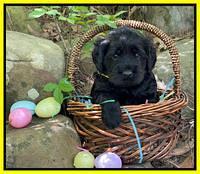 Raven Traveler pups 4 wks old 271