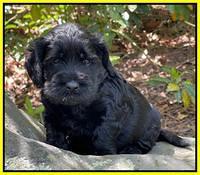 Raven Traveler pups 4 wks old 301