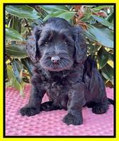 Raven Traveler pups 5 weeks old 261