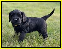 Raven Traveler pups 5 weeks old 271