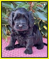 Raven Traveler pups 5 weeks old 281