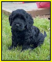 Raven Traveler pups 6 weeks old 241