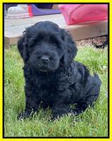 Raven Traveler pups 6 weeks old 251