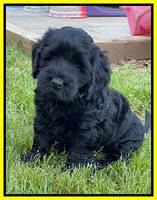 Raven Traveler pups 6 weeks old 271