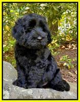 Raven traveler 8 wks old 241