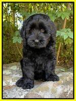 Raven traveler 8 wks old 261