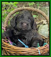 Raven Traveler pups 4 wks old 331