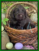 Raven Traveler pups 4 wks old 341