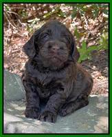 Raven Traveler pups 4 wks old 351