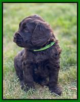 Raven Traveler pups 5 weeks old 301