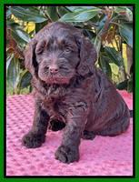 Raven Traveler pups 5 weeks old 311
