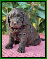 Raven Traveler pups 5 weeks old 321