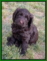Raven Traveler pups 6 weeks old 291