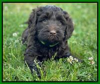 Raven Traveler pups 6 weeks old 301