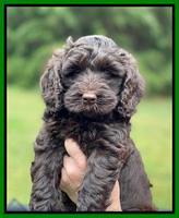 Raven and Traveler 7 wk old 211