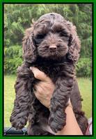 Raven and Traveler 7 wk old 221