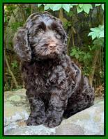 Raven traveler 8 wks old 101