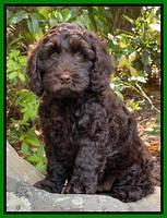 Raven traveler 8 wks old 81