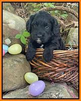 Raven Traveler pups 4 wks old 381