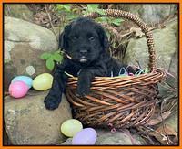 Raven Traveler pups 4 wks old 391