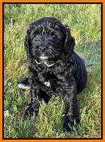Raven Traveler pups 6 weeks old 391