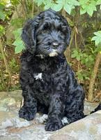 Raven traveler 8 wks old 111
