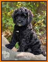 Raven traveler 8 wks old 141