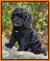 Raven traveler 8 wks old 151