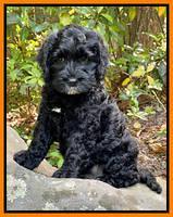 Raven traveler 8 wks old 161