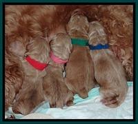 RR newborn pups 31