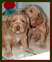 RR pups 4 weeks old 231