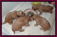 RR pups 4.2 weeks old 11