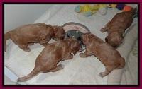 RR pups 4.2 weeks old 21