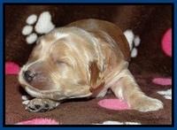 RR pups 1 week old 41