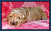 RR pups 2 wks old 31