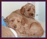 RR pups 4.2 weeks old 101