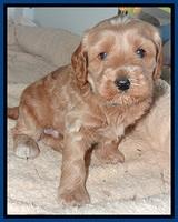 RR pups 4.2 weeks old 51