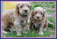 RR pups 4.5 wks old 121