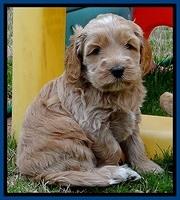 RR pups 4.5 wks old 161