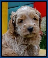 RR pups 4.5 wks old 171