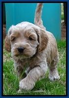 RR pups 4.5 wks old 31