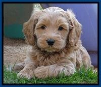 RR pups 6 wks old 161