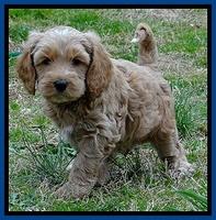 RR pups 6 wks old 62