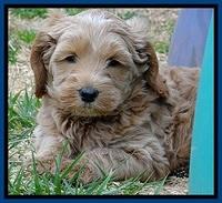 RR pups 6 wks old 72