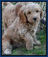 RR pups 7 wks old 11