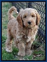 RR pups 7 wks old 21